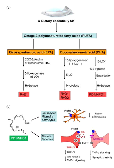 Effetti benefici degli omega 3 - Bodybuilding-Natural.com
