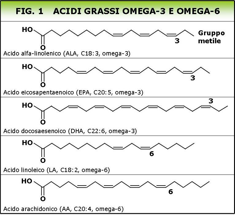 I benefici degli omega 3 - Bodybuilding-Natural.com