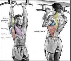 muscoli trazioni